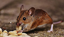 24 Hour & Emergency Exterminators in Nesmith, SC